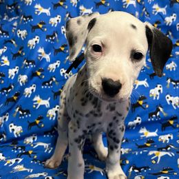 Onyx(LUA)- Black - White and black male Dalmatian puppy in Claremore, Oklahoma from Lotsofdots Dalmatians