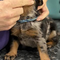 Blue-blue collar - Harlequin female Beauceron puppy in Floyd’s Knobs, Indiana from Birdwing Beaucerons