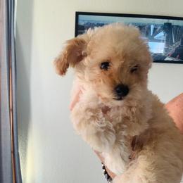 Peppino small white beige male - White male Poodle puppy in Victorville, California from ItalianToyPoodles