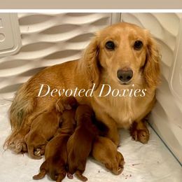 Agnes - Dachshund