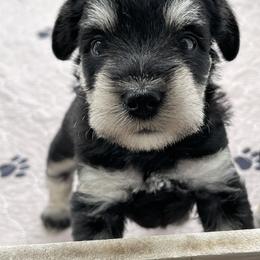 Miniature Schnauzer Puppies from Sue’s Miniature Schnauzers