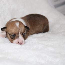 Twix - Red female Pembroke Welsh Corgi puppy in Paradise, Texas from Corgis in Paradise