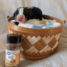 Nutmeg (Light Blue Collar) - Black rust and white female Bernese Mountain Dog puppy in Marion, Indiana from Zarah's Bernese Mountain Dogs
