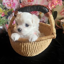 Maltese puppies from House of Poodles