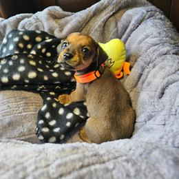 Orange - Wild  boar and tan female Dachshund puppy in Colony, Kansas from Randal'sDachshunds