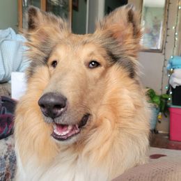 Eden - Collie