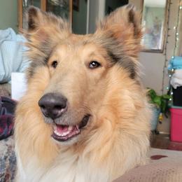 Eden - Collie