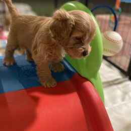 Cavapoo and Cockapoo Puppies from Benji’s Cockapoos