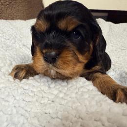 Arthur - Black and tan male Cavalier King Charles Spaniel puppy in Spokane, Washington from PJE Cavs and Poos