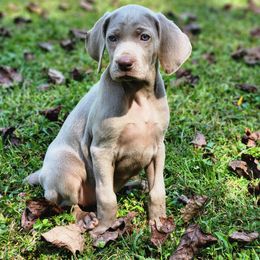 Rock 2 - Silver gray female Weimaraner puppy in Kentucky from Willow Ridge Kennel