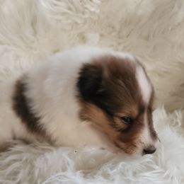 Angelic - Sable and white female Collie puppy in Bellflower, California from Prime Star Collies