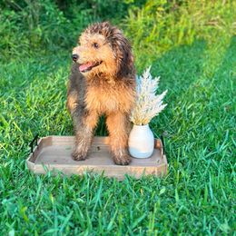 Girl 1 - Tri-color Bernedoodle puppy in Silver Creek, Georgia from Sweet Georgia Doodles