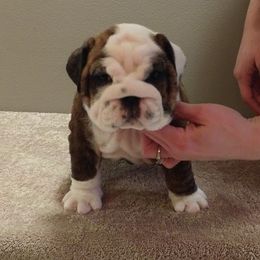 Bulldog Puppies from Big Pine Bulldogs