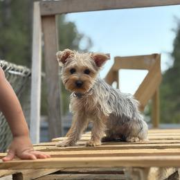 Thai - Yorkshire Terrier