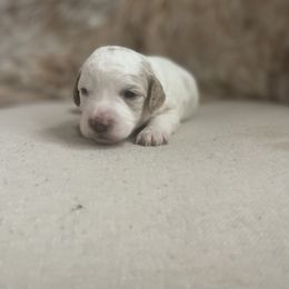 Cavapoo and Goldendoodle Puppies from Surfer Doodles