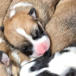 Pembroke Welsh Corgi Puppies from Sarah McConnell