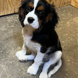 Cavalier King Charles Spaniels from Cavaliers by The Dog Farm