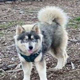 Rori - Siberian Husky
