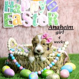 Anaheim (purple collar) girl - Apricot female Goldendoodle puppy in Corona, California from Fluffy Puppy Mini Doodles LLC
