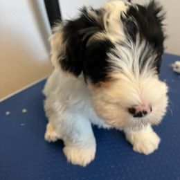 Boy 2 - Sealyham Terrier puppy in Fort Collins, Colorado from Altaco
