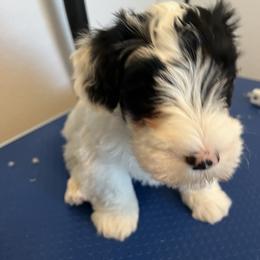 Boy 2 - Sealyham Terrier puppy in Fort Collins, Colorado from Altaco