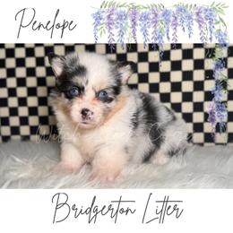 Penelope - Blue merle and white female American Corgi puppy in Greenwood, Indiana from Witch Creek Corgis