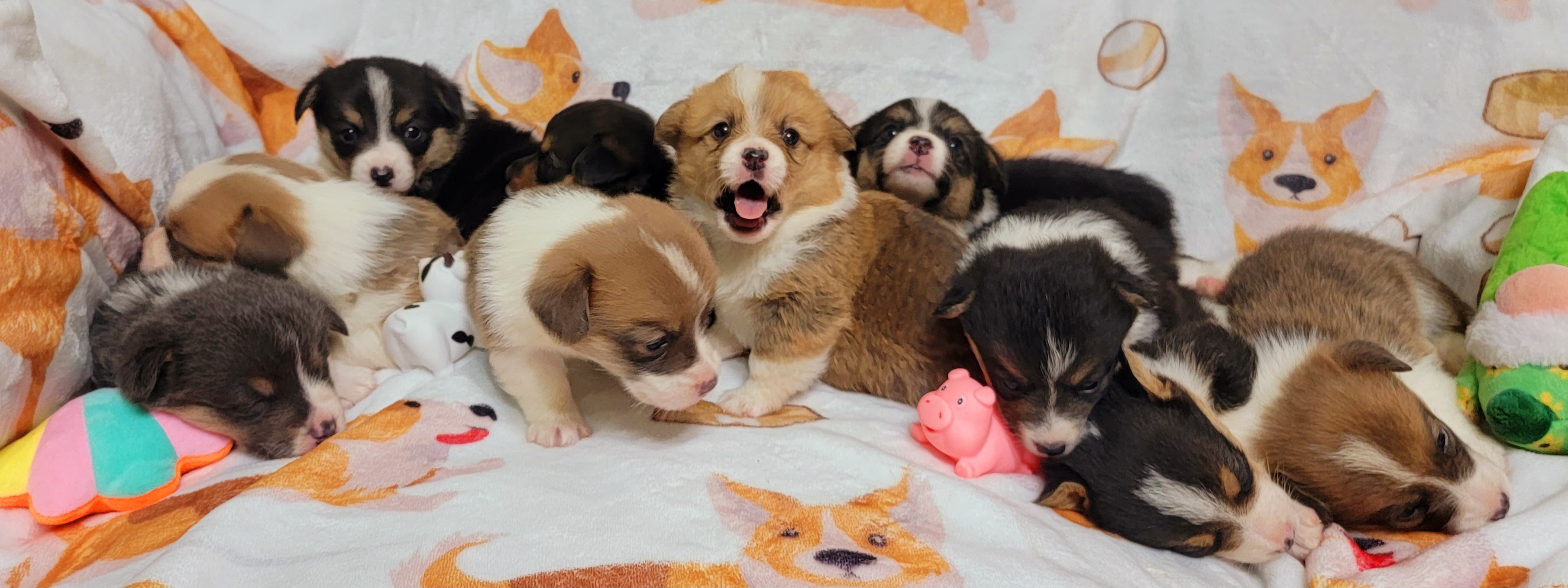 Pembroke Welsh Corgi Puppies from MCS Farms-OK