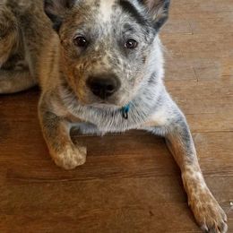 Australian Cattle Dog All Grown Up from JDI Enterprises