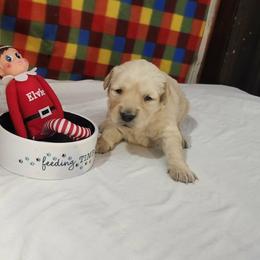 Girl 2 - Golden female Golden Retriever puppy in Grant, Michigan from Precious Kennel Retrievers