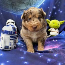 Jyn - Red merle female Australian Shepherd puppy in Tuftonboro, New Hampshire from Aussies Edge Farm