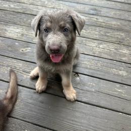Black girl - Blue female German Shepherd puppy in Tipp City, Ohio from Urekar Haus