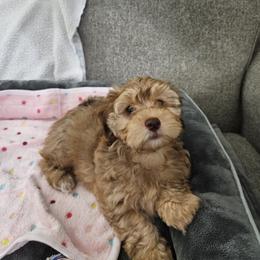 Havapoo Puppies from Derbyville Havapoos