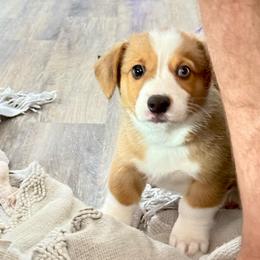 Sarge - Red male Pembroke Welsh Corgi puppy in Phoenix, Arizona from Anthem AZ Corgis