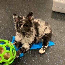 Bellatrix - Black merle female Mudi puppy in Valley Mills, Texas from Graves Farm Mudi