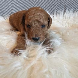 Duka - Red  female Goldendoodle puppy in Davie, Florida from Daviegoldendoodles
