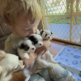 Chihuahua Puppies from Home of Tiny Chihuahuas