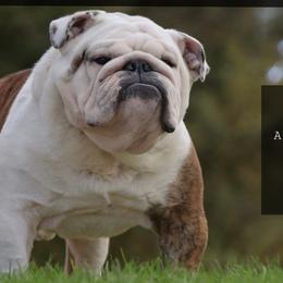 Bulldogs and French Bulldogs from Double B Bulldogs
