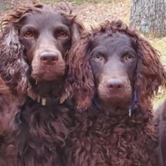 Boykin Spaniels from Southern Way Farm