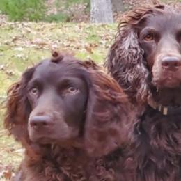 Boykin Spaniels from Southern Way Farm