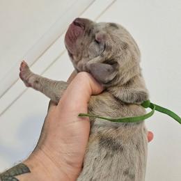 Green collar - Merle male Great Dane puppy in Warren, Ohio from Loyal-Loves Great Danes
