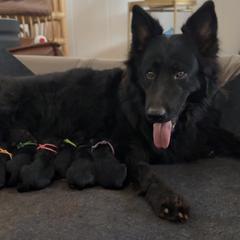 German Shepherd puppies from Oahu German Shepherds