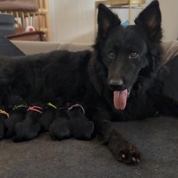 German Shepherd puppies from Oahu German Shepherds