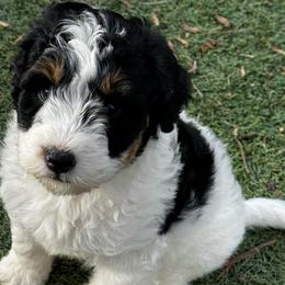 Snow Moon - Tri-color female Bernedoodle puppy in Henrico, Virginia from Paws 4 Doodles, LLC