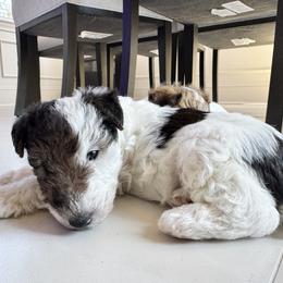 Wire Fox Terrier Puppies from Rick Cavanaugh