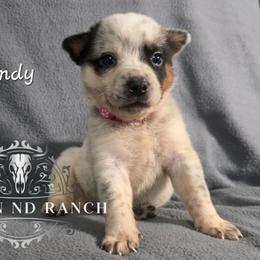Wendy - Blue female Australian Cattle Dog puppy in Silsbee, Texas from Rockin ND Ranch