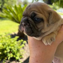Mia - Fawn female French Bulldog puppy in Jacksonville, North Carolina from Southern Comfort French Bulldogs
