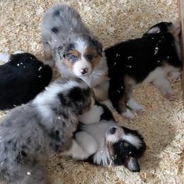 Australian Shepherd puppies from Alpine Australian Shepherds