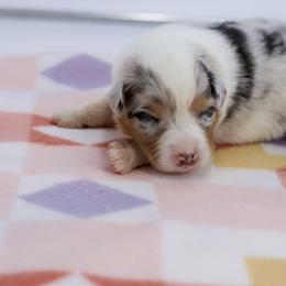 Confetti - Blue merle female Australian Shepherd puppy in Lakewood, California from Cloud Nine Kennel
