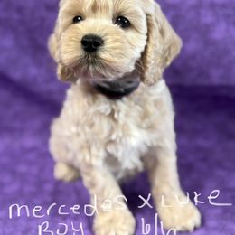 Mercedes boy purple - Buff male Cockapoo puppy in Haines City, Florida from Camic Cockapoos