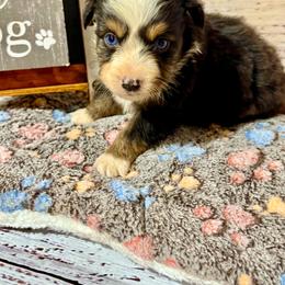Candy tri male 2 - Black tri male Miniature Australian Shepherd puppy in Lemon Cove, California from Magic Ranch Mini Aussies